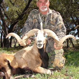 Big Corsican Sheep